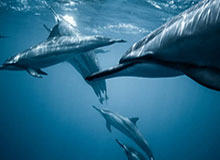 走进hth华体会官网：用热爱点亮体育博彩的新纪元